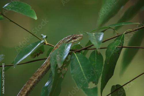 シマヘビ © yamasan