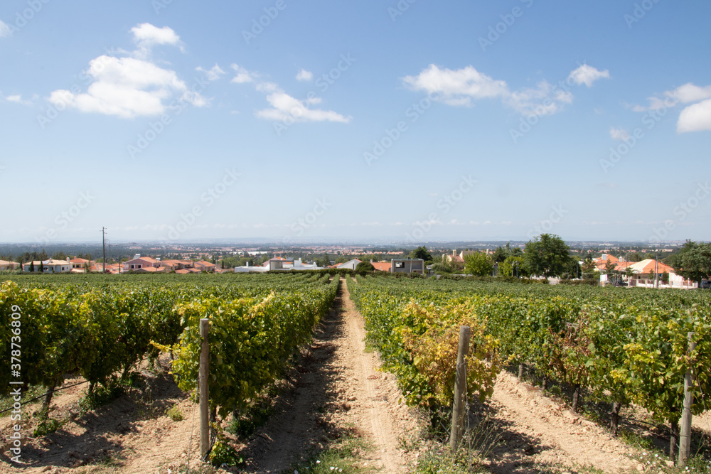 Vineyard in Portugal