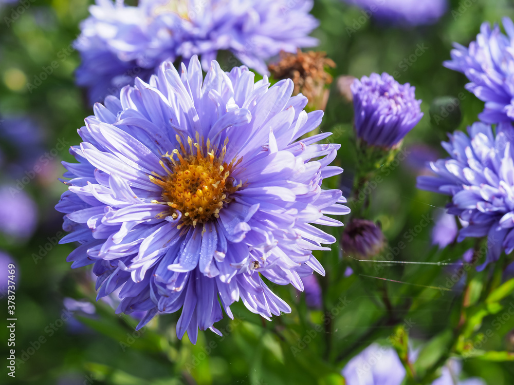 Obraz premium Closeup of a beautiful blue aster flower, variety Aster novi-belgii Marie Ballard