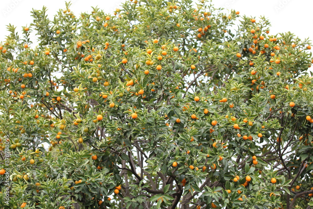 Mandarina | Mandarine