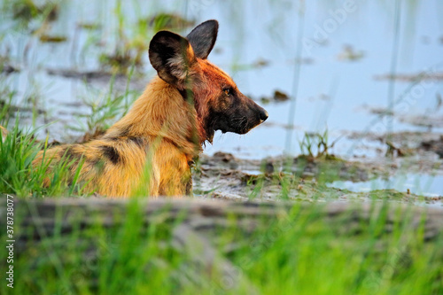 Wild dog, pack walking in the forest, Okavango detla, Botswana in Africa. Dangerous spotted animal with big ears. Hunting painted dog on African safari. Wildlife scene from nature, painted wolfs. photo