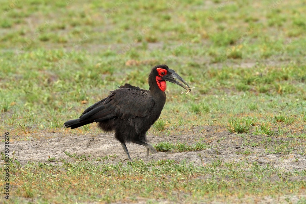 Obraz premium Southern ground-hornbill, Bucorvus leadbeateri, largest hornbill in the world. Black bird with red face walking in the green grass. Animal in the habitat, Moremi, Okavango delta, Botswana.