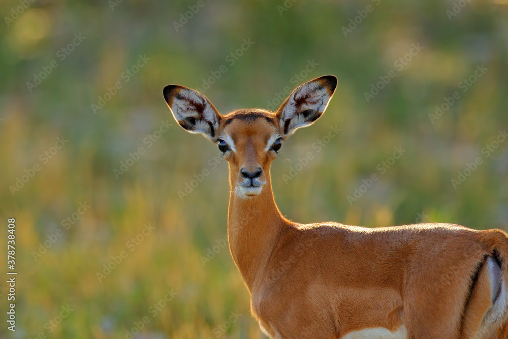 Antelope face portrait in the grass savannah, Okavango South Africa. Impala in golden grass. Beautiful impala in the grass with evening sun. Animal in the nature habitat. Sunset in Africa wildlife. Antelope face portrait in the grass savannah, Okavango South Africa. Impala in golden grass. Beautiful impala in the grass with evening sun. Animal in the nature habitat. Sunset in Africa wildlife.