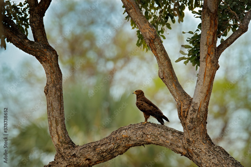 Black kite in Africa on the big tree. Milvus migrans, brown bird of prey sitting on larch tree branch. Wildlife scene from Okavango Delta in Botswana,