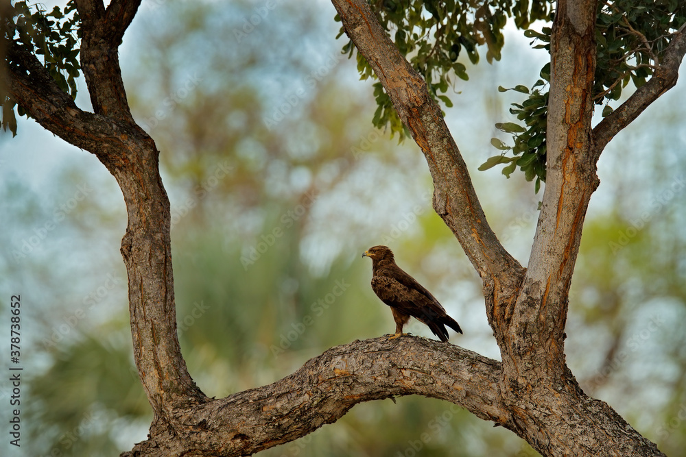 Black kite in Africa on the big tree. Milvus migrans, brown bird of prey sitting on larch tree branch. Wildlife scene from Okavango Delta in Botswana, Black kite in Africa on the big tree. Milvus migrans, brown bird of prey sitting on larch tree branch. Wildlife scene from Okavango Delta in Botswana,
