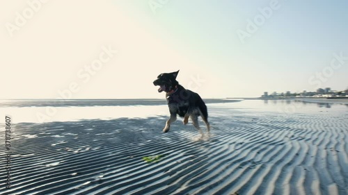 Beautiful dog running on the beach

