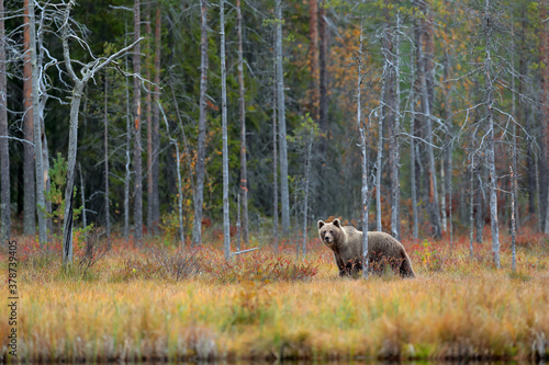 Bear in yellow forest. Autumn trees with bear. Beautiful brown bear walking around lake, fall colours. Big danger animal in habitat. Wildlife scene from nature, Russia.