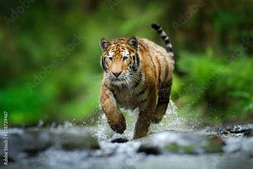 Tiger running in the water, Siberia. Dangerous animal, tajga, Russia. Animal in green forest stream. Siberian tiger splashing water. Big paw in the water.