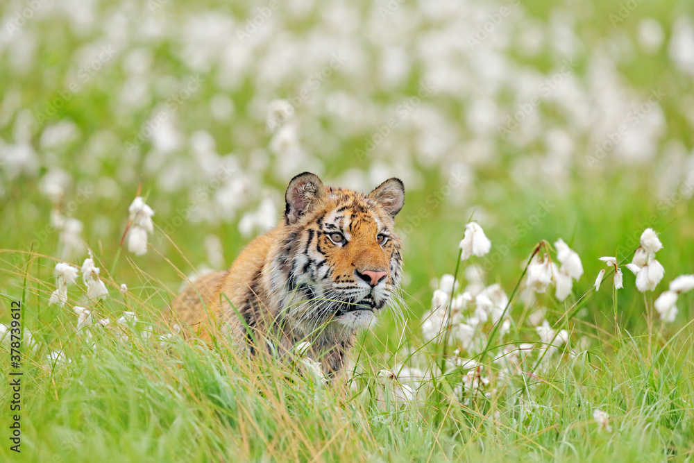 Amur tiger hunting in green white cotton grass. Dangerous animal, taiga,  Russia. Big cat sitting in environment. Wild cat in wildlife nature.  Siberian tiger in nature forest habitat, foggy morning. Stock Photo