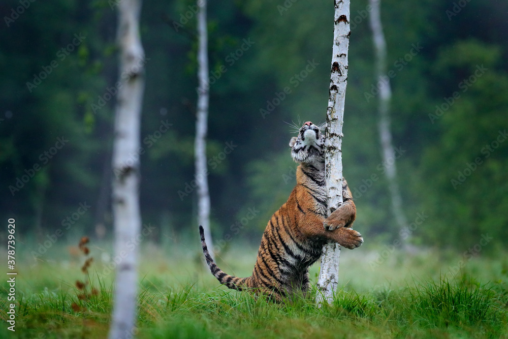 Siberian tiger in nature forest habitat, foggy morning. Amur tiger playing with larch tree in green grass. Dangerous animal, taiga, Russia. Big cat in environment. - obrazy, fototapety, plakaty 