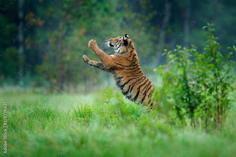 Fototapeta premium Siberian tiger in nature forest habitat, foggy morning. Amur tiger playing with larch tree in green grass. Dangerous animal, taiga, Russia. Big cat in environment.