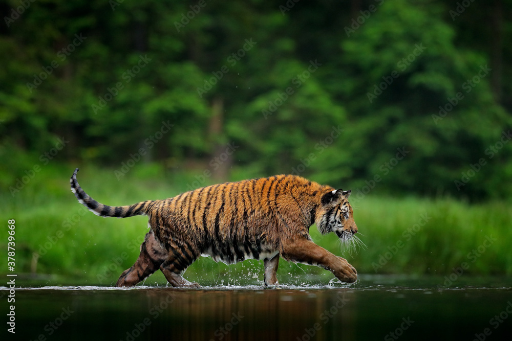 Taiga nature. Tiger walking in lake water. Dangerous animal, tajga, Russia. Animal in green forest stream. Green grass, river droplet. Siberian tiger splashing water.