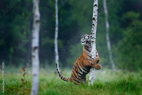 Siberian tiger in nature forest habitat, foggy morning. Amur tiger playing with larch tree in green grass. Dangerous animal, taiga, Russia. Big cat in environment.