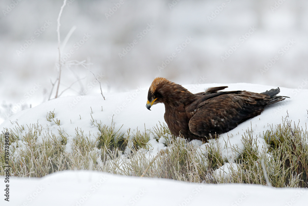 Fototapeta premium Eurasian Eagle owl with snow in forest during cold winter. Wild bird in the habitat, wide angle. Owl in the nature, wildlife Germany.