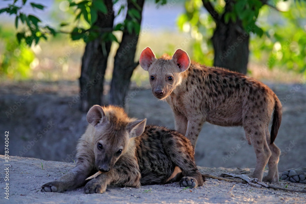 Obraz premium Hyena evening sunset light. Hyena, detail portrait. Spotted hyena, Crocuta crocuta, angry animal near the water hole, beautiful evening sunset and cub. Animal pup nature, Okavango delta, Botswana