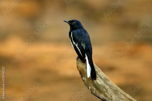 Oriental magpie-robin, Copsychus saularis, small black and white passerine bird, sitting on the old tree trunk, Yala NP, Sri Lanka, Asia. Bird in the habitat, wildlife Sri Lanka.