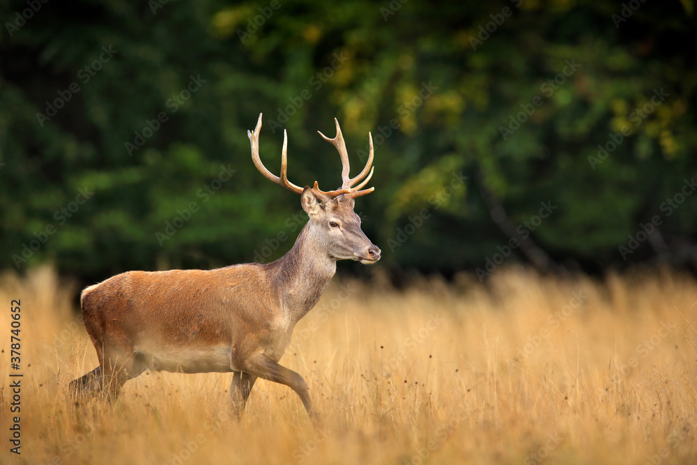 Red deer stag, majestic powerful adult animal outside autumn forest. Big animal in the nature forest habitat, Denmark. Wildlife scene form nature.