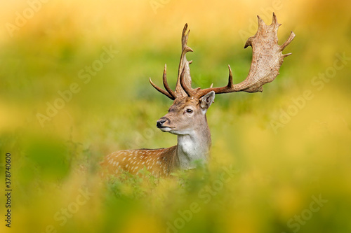 Fallow Deer  Dama dama  in autumn forest  Dyrehave  Denmark. Animal on the forest meadow. Wildlife scene in Europe. Majestic powerful adult  in forest vegetation.