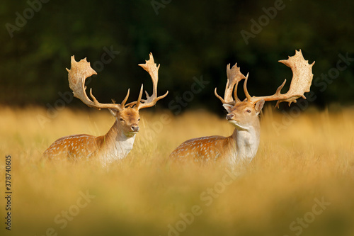 Fallow Deer, Dama dama, in autumn forest, Dyrehave, Denmark. Animal on the forest meadow. Wildlife scene in Europe. Majestic powerful adult  in forest vegetation. photo