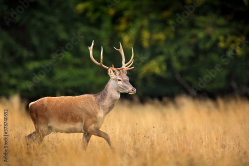 Red deer stag, majestic powerful adult animal outside autumn forest. Big animal in the nature forest habitat, Denmark. Wildlife scene form nature.