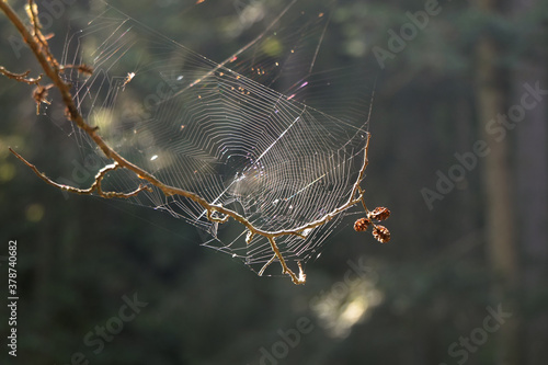 Spinnennetz im Gegenlicht