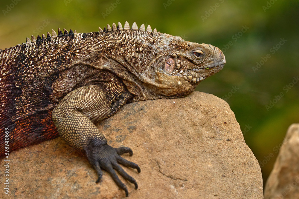 Cuban rock iguana, Cyclura nubila, lizard on the stone in the nature habitat. Reptile on the rock, Cuba, Cetral America. Wildlife scene from nature. Cuban rock iguana, Cyclura nubila, lizard on the stone in the nature habitat. Reptile on the rock, Cuba, Cetral America. Wildlife scene from nature.