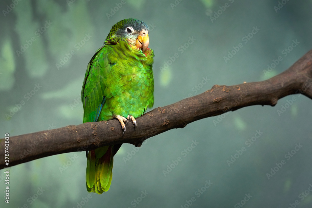 Yellow-billed Jamaican amazon, Amazona collaria, green parrot sitting on the branch in the nature habitat, Jamaica. Bird in the green vegetation, endemc from Jamaica. Yellow-billed Jamaican amazon, Amazona collaria, green parrot sitting on the branch in the nature habitat, Jamaica. Bird in the green vegetation, endemc from Jamaica.