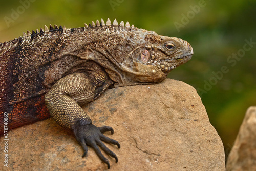 Cuban rock iguana, Cyclura nubila, lizard on the stone in the nature habitat. Reptile on the rock, Cuba, Cetral America. Wildlife scene from nature.