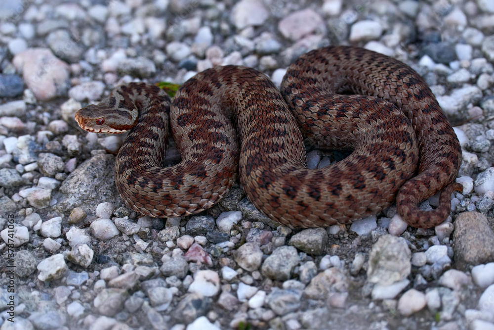 Obraz premium Vipera berus, European adder, beautiful snake in the nature habitat. Viper with evening light in the heather plant. Snake with red eye, Brdy mountain in Czech Republic, Europe.