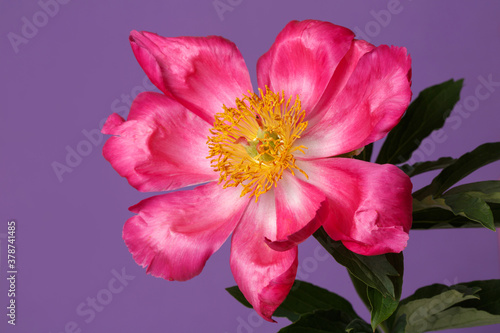 Pink peony flower with yellow center isolated on violet background.