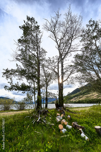 Scenic tranquil view of birch trees next to Konni Lake and surrounding mountains at late afternoon, British Columbia, Canada, North America  photo