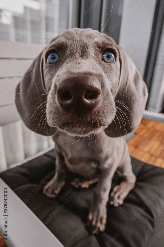 puppy weimaraner dog, looking at camera, with a wide angle puppy weimaraner dog, looking at camera, with a wide angle