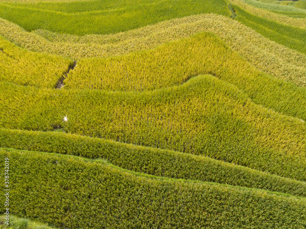 Aerial view of terrace rice field in China