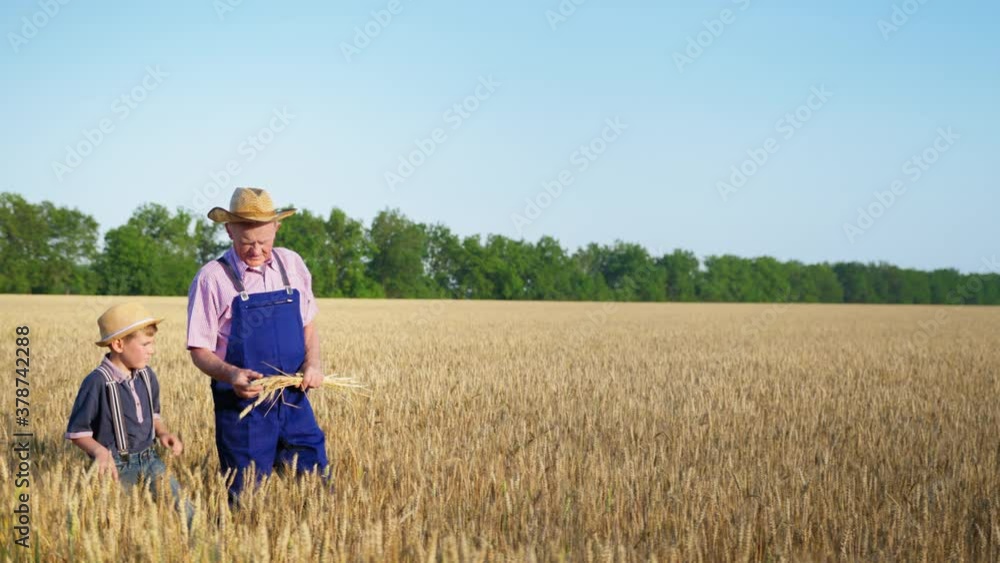 agriculture, elderly old farmer grandfather tells his male grandson in straw hats about the family business while holding ripe ears of wheat in his hands and walking in field