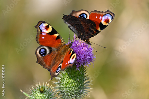 Beautiful red butterflies on a pink flowering thistle against a soft bokeh background. Aglais io, peacock butterfly. photo