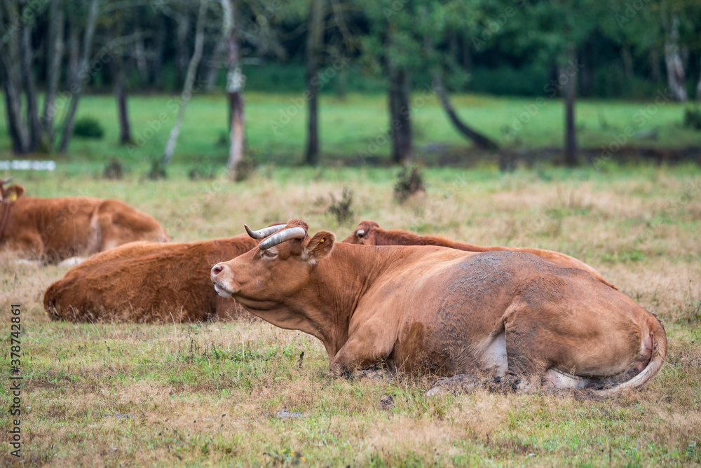 Limousine, a French breed of beef cattle. Brown cows in the pasture. Free-range limousine. Natural breeding of Limousine cows. French cows on the green grass.