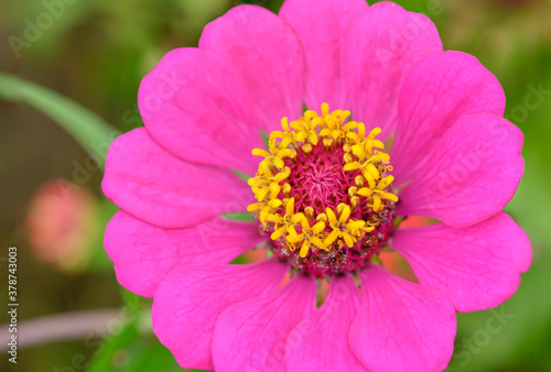 Pink flower pollen in nature