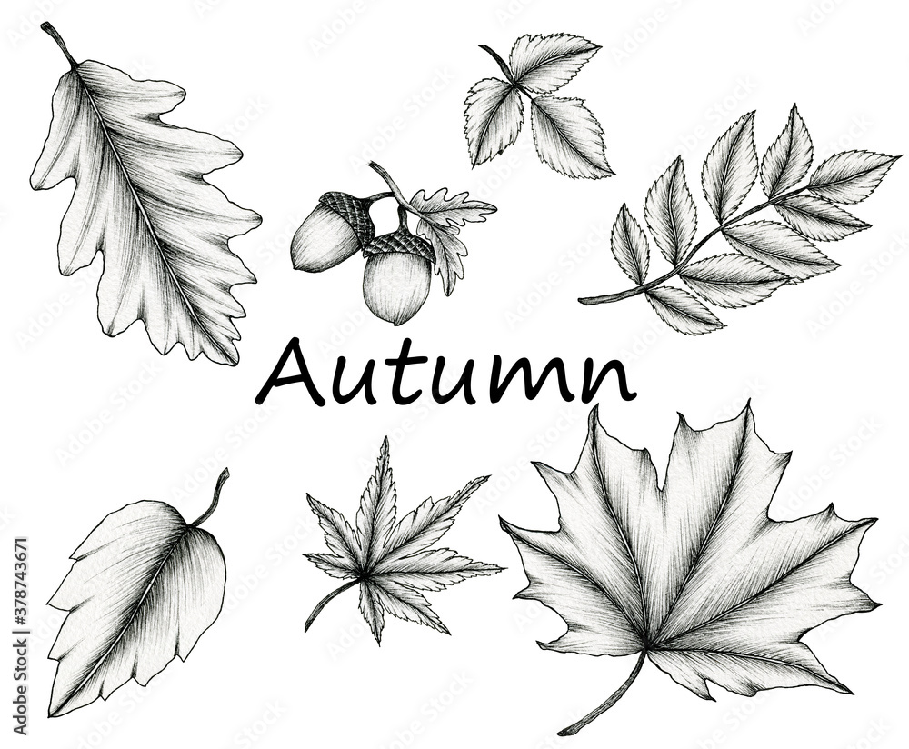 370+ Autumn Tree Wind Falling Leaves Drawing Stock Illustrations,  Royalty-Free Vector Graphics & Clip Art - iStock