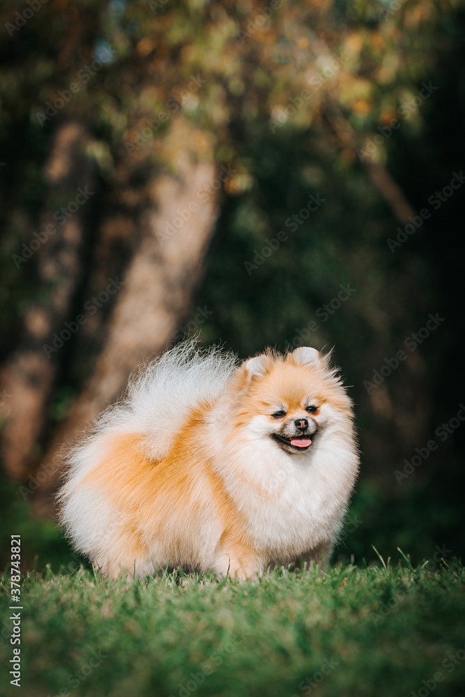 Super beautiful pomeranian dog posing outside after dog show. Super beautiful pomeranian dog posing outside after dog show.