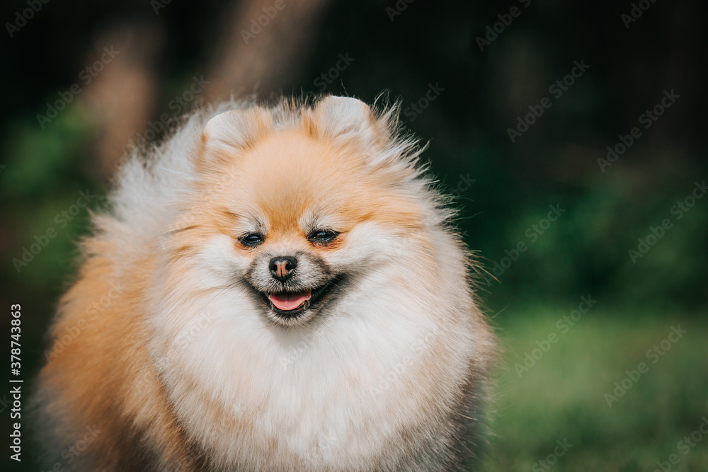 Super beautiful pomeranian dog posing outside after dog show. Super beautiful pomeranian dog posing outside after dog show.