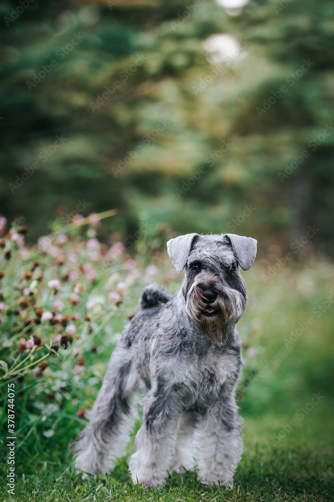 Standart schnauzer posing outside. Purebred dog posing.