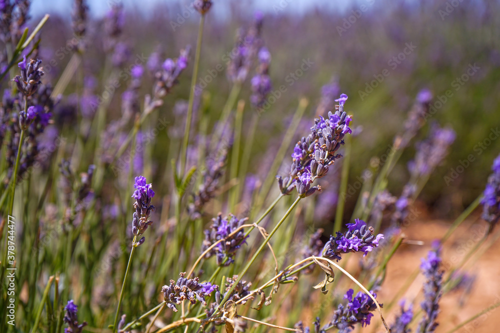 Obraz premium lavanda 