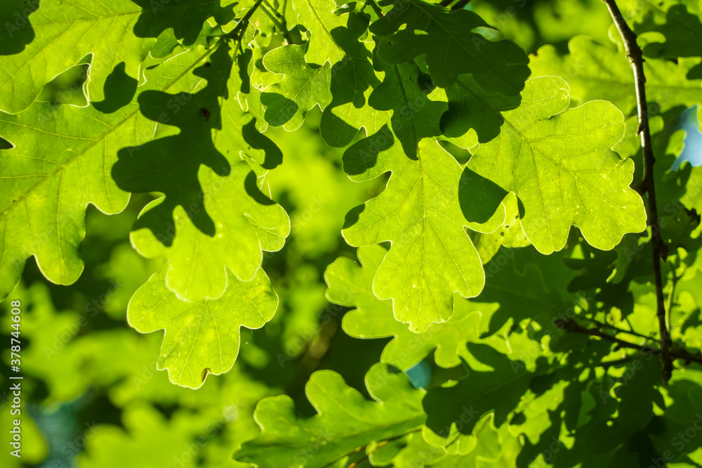 Close-up view of leaves of Quercus robur, commonly known as common oak, pedunculate oak, European oak or English oak Close-up view of leaves of Quercus robur, commonly known as common oak, pedunculate oak, European oak or English oak