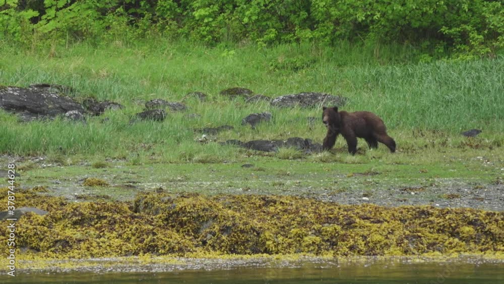 Grizzly Bear Chewing Walking in front of Intertidal Zone on the Shore of Baranof Island, Alaska Grizzly Bear Chewing Walking in front of Intertidal Zone on the Shore of Baranof Island, Alaska