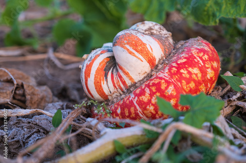 Close up of a scallop squash (pumpkin variety) on a field near Wiesbaden / Germany