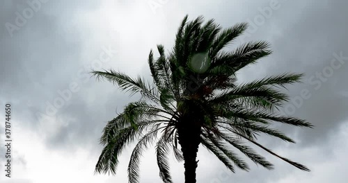 Palm tree during the Mediterranean cyclone Ianos in Nidri on the 18th of September 2020 - Lefkas island Greece photo