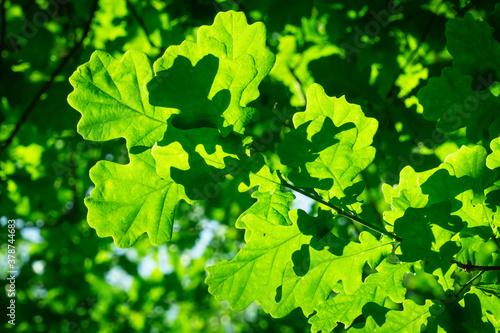 Close-up view of leaves of Quercus robur, commonly known as common oak, pedunculate oak, European oak or English oak