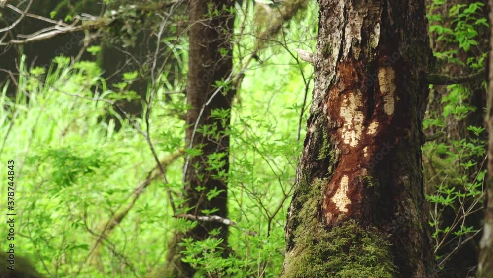 Grizzly Bear Claw Marks in Sitka Spruce in Temperate Rainforest of Southeast Alaska Grizzly Bear Claw Marks in Sitka Spruce in Temperate Rainforest of Southeast Alaska