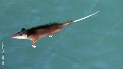 Opossum or possum swimming in a pool. Use as PSA. Little rodent wanted a drink but fell in. While neighbor saves, captured in the process of setting up. Shot in 4k Slowed down. The opossum is safe. photo