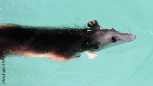 Opossum or possum swimming in a pool. Use as PSA. Little rodent wanted a drink but fell in. While neighbor saves, captured in the process of setting up. Shot in 4k Slowed down. The opossum is safe. photo